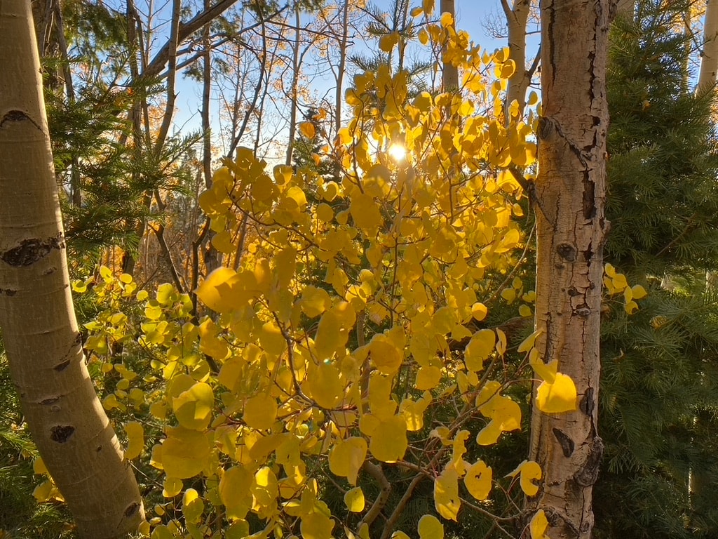 Sunlight through golden aspen leaves